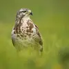 On l'appelle "Buse variable" car son **plumage est très variable selon les individus** : du noir au blanc, avec diverses nuances de brun...