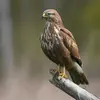 Comme elle ne sait pas virevolter et manque de rapidité, elle **chasse à l'affût**: **perchée sur un piquet, elle guette** le passage d'une proie.