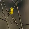 Au **jardin**, on peut le surprendre en train de **chanter sur un poste en hauteur**...