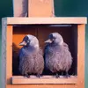 La période de reproduction du Choucas des tours s'étend d'**avril à juillet**.