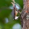 Elle chasse les insectes en fouillant **dans les écorces, les branches et les feuilles**.