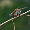 Il pousse des **sons purs et aigus** quand il **vole**. "dididi"