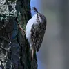 Il peut **stocker** sa nourriture sous l'écorce pour passer l'hiver.