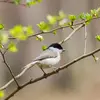 La **nonnette** chante une répétition de sons aigus et **brefs** très **rapidement** (8 à 19 notes répétées).  « tyip tyip tyip tyip tyip tyip tyip tyip… » À la fin de l'extrait ce sont des cris "pistiou dèdèdè".