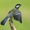 Les oiseaux chantent pour **marquer leur territoire** contre les rivaux et pour **attirer les femelles** .