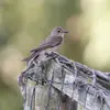 On le retrouve aussi dans les **parcs et jardins**.