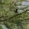 Elle est plus difficile à voir parce qu’elle se tient dans les **branches hautes des conifères** (arbres qui produisent des cônes comme les pins, les sapins, les épicéas...).