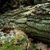 Pour **maintenir l’espèce**, il faut éviter le ramassage du **bois mort** des zones humides où elle aime y creuser son nid.