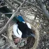 Son nid est **une corbeille de brindilles et branchettes** colmatée de boue entourée d'un **dôme protecteur** de branches.