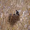 La période de reproduction du Corbeau freux s'étend de **mars à septembre**.