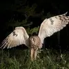 qu'il chasse dans les **champs, prairies et marais**, là où la végétation est basse.