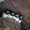 La période de reproduction de l'Hirondelle de cheminée s'étend d'**avril à septembre**.