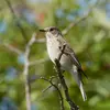 Le Gobe-mouche gris vit dans les **boisements peu denses** de feuillus, de conifères ou mixtes (laissant de l'espace entre les arbres et le passage de la lumière)