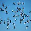 La capacité de ces derniers à **revenir fidèlement au pigeonnier** reste aujourd'hui un mystère.