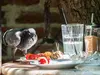 mais il est devenu **omnivore et opportuniste** depuis qu'il vit principalement en **ville**.