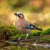 Il émet aussi une sorte de **miaulement "hièèèh"** qui ressemble à la **Buse variable**.