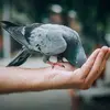 Il est tellement peu farouche, qu'il est **facile à domestiquer**, d'où son nom !