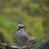 Au jardin, il est plutôt **farouche** : il vient récupérer noix et graines mais préfère les manger plus loin dans un coin tranquille ou les cacher.