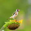 Il **se pose directement sur les plantes stables** comme les tournesols.