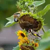 Ce n'est qu'**après avoir récolté toutes les graines** qu'il changera de plantes.