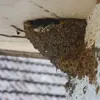 L'**entrée** du nid est **toute petite** pour empêcher les moineaux d'entrer.