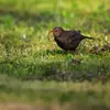 Le Merle noir est **omnivore** : il mange des **insectes**, des **vers** de terre parfois des graines...