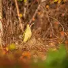 Le Pic vert vit dans les **forêts, bosquets, parcs et jardins**.