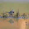 Elle vit près des **cours d'eau et des lieux humides**.