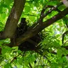 Il niche dans les **arbres**, et de préférence dans les **conifères**.