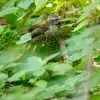 Sa présence est signalée par les **cris d'alarme** des oiseaux menacés.