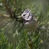 Comme la Mésange noire, à la belle saison, elle recherche des **petits insectes, larves et araignées** dans la **partie haute des arbres**.