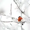 Le Bouvreuil pivoine hivernant chez nous, **venant d'Europe du nord** a un cri légèrement différent,  un **"hip" claironnant, comme une trompette**. 
