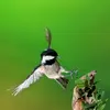 La Mésange noire est une espèce **sédentaire** et parfois **migratrice de courte distance**. 