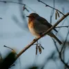 Le Rouge-gorge est l'**un des premiers et des derniers à chanter** car ses gros yeux lui permettent de voir avec peu de clarté.