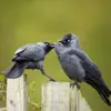 Les deux partenaires s'échangent régulièrement des **caresses et des offrandes de nourriture**.