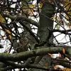 La Grive draine vit dans les **boisements de grands arbres**, des bois, parcs et jardins.