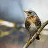La poitrine et les flancs sont **clairs   tachetés de brun**. 