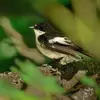 le mâle est **blanc et noir** seulement en période de reproduction. C'est son **plumage nuptial** pour attirer la femelle.
