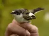 Le Gobe-mouche noir a la tête **brun-foncé à noir** avec une **tache blanche sur le front**.