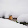 Il passe généralement l'hiver en **solitaire**. Mais on découvre parfois des **dortoirs** de plusieurs individus.