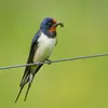 L'Hirondelle de cheminée mange uniquement des **insectes volants**. (60% de mouches)