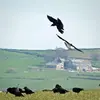 Au printemps, on le voit parfois **jouer avec un individu de la même colonie**, par exemple en vol avec le **lâcher et le rattrapage d'objets** ou par des **poursuites dans les branchages**.