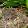 Son nid est une **coupe de brindilles et d'herbe** dans les arbres et arbustes.