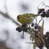 Son chant est un **gazouilli musical mêlé de cris d'imitations** et se terminant par une **fioriture nasale**.