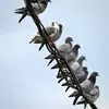 Il peut avoir un plumage **très varié**...