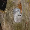 Elle niche dans les grandes cavités de **vieux arbres feuillus**, dans les **bâtiments et nichoirs**.