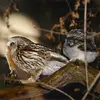 Elle est active surtout **la nuit  à partir du crépuscule**.