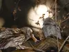 La Chouette hulotte mange des **rongeurs, chauves-souris...**