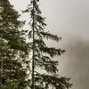 On la trouve dans les **forêts de conifères** (sapinières, pinières, et bois d’épicéas). 
