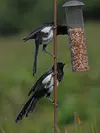 Il lui arrive de venir à la **mangeoire** si elle n'est pas dérangée.